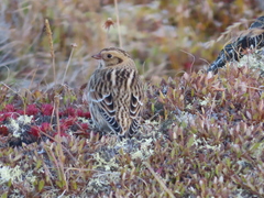 Calcarius lapponicus