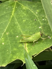 Patanga japonica