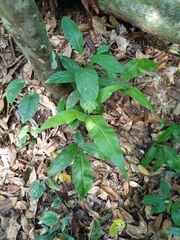 Taenitis blechnoides