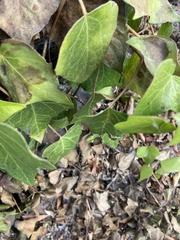 Hedera helix