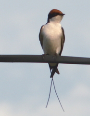 Hirundo smithii