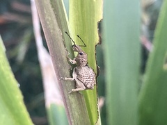 Leptopius tetraphysodes