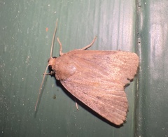 Amphipyra tragopoginis