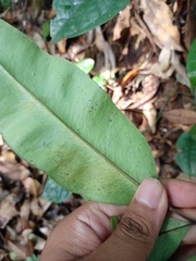 Taenitis blechnoides