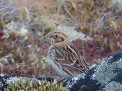 Calcarius lapponicus