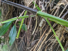 Cissus pteroclada