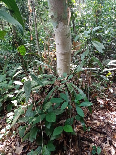 Asplenium phyllitidis observed 2022-09-17
