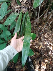 Asplenium phyllitidis