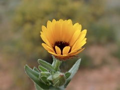 Calendula