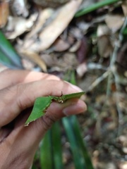 Asplenium phyllitidis