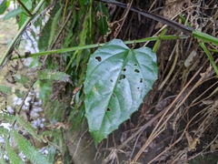 Cissus pteroclada
