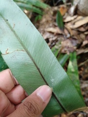Asplenium phyllitidis