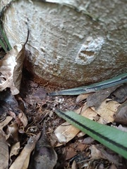 Asplenium phyllitidis