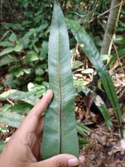 Asplenium phyllitidis