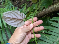 Cissus pteroclada