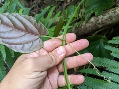 Cissus pteroclada
