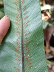 Asplenium phyllitidis