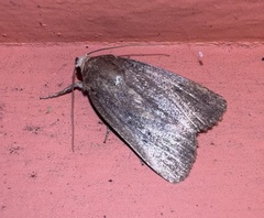 Amphipyra tragopoginis