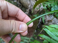Cissus pteroclada