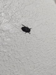Dermestes undulatus