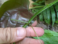 Cissus pteroclada