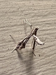 Lineodes integra
