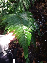 Mesophlebion chlamydophorum