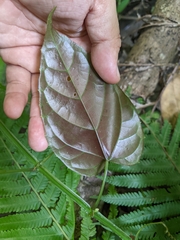 Cissus pteroclada
