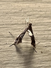 Lineodes integra