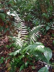 Mesophlebion chlamydophorum