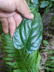 Cissus pteroclada