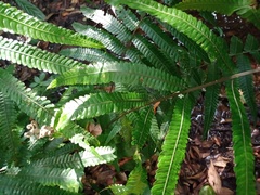 Mesophlebion chlamydophorum