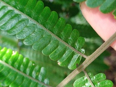 Mesophlebion chlamydophorum