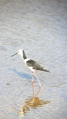 Himantopus leucocephalus
