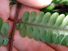 Mesophlebion chlamydophorum