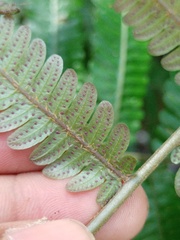 Mesophlebion chlamydophorum