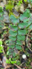 Adiantum diaphanum