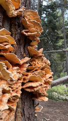 Laetiporus conifericola