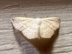 Scopula umbilicata
