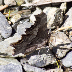 Polygonia satyrus