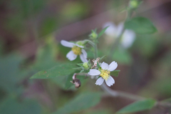 Polymnia canadensis