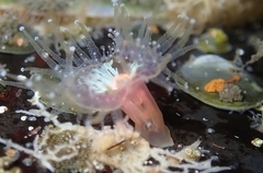 Corynactis californica