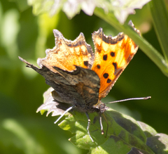 Polygonia satyrus