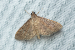 Herpetogramma licarsisalis