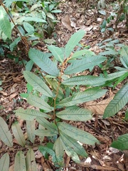 Fissistigma latifolium