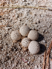 Lycoperdon