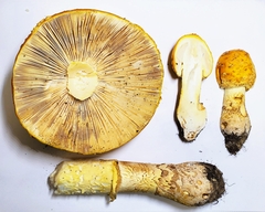 Amanita flavoconia