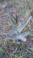 Asclepias glaucescens