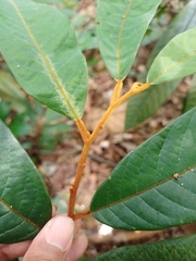 Fissistigma latifolium