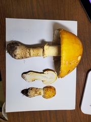 Amanita flavoconia